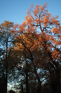 Park Jerzmanowskiego w Krakowike 1