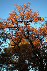 Park Jerzmanowskiego w Krakowike 2