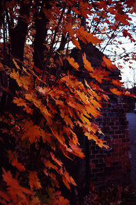 Park Jerzmanowskiego w Krakowike 4