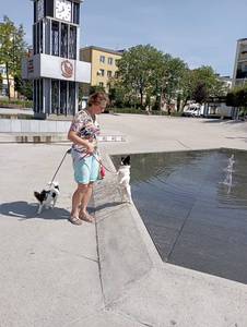 Spacer z papilonami. 4