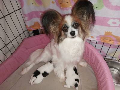 Papilonki z hodowli COLLIN. 2