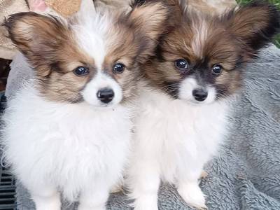 Papilonki z hodowli COLLIN. 3