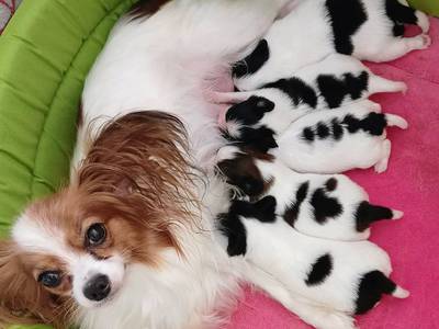 Papilonki z hodowli COLLIN. 4