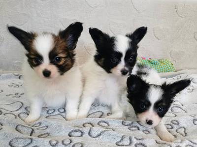 Papilonki z hodowli COLLIN. 5