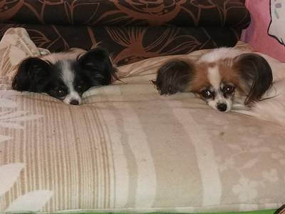 Papilonki z hodowli COLLIN. 6