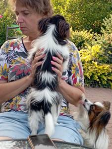 Przytulanki z papillonkiem. 2