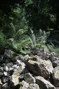 ul Kopernika ogród botaniczny w Kraków 12