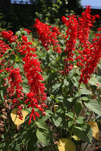 ul Kopernika ogród botaniczny w Kraków 13
