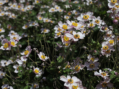 ul Kopernika ogród botaniczny w Kraków 15