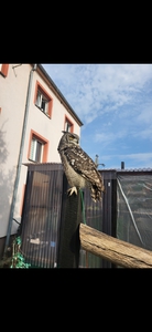 Muj ukochany pupil Puchacz plamisty