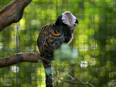 Krakowskie zoo 5
