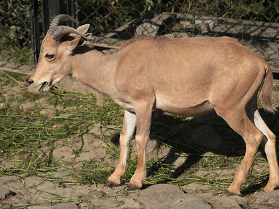 Krakowskie zoo 6