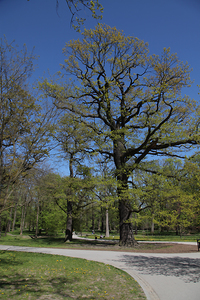 Kościół Matki Boskiej Dobrej Rady , architektura Prokocimia i park Jerzmanowskiego , w Krakowie. 77