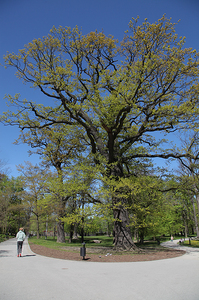 Kościół Matki Boskiej Dobrej Rady , architektura Prokocimia i park Jerzmanowskiego , w Krakowie. 79