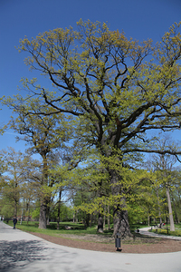 Kościół Matki Boskiej Dobrej Rady , architektura Prokocimia i park Jerzmanowskiego , w Krakowie. 88