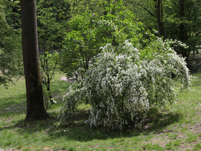 Krakowskie Stare Podgórze,Park Beddnarskiego 11