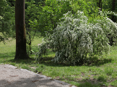 Krakowskie Stare Podgórze,Park Beddnarskiego 12