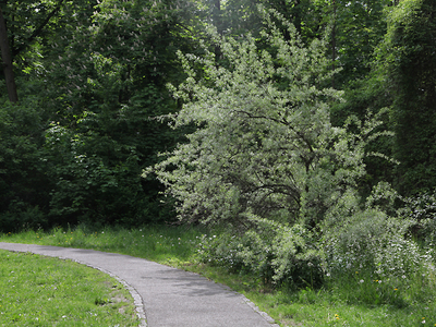 Krakowskie Stare Podgórze,Park Beddnarskiego 19