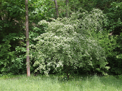 Krakowskie Stare Podgórze,Park Beddnarskiego 27
