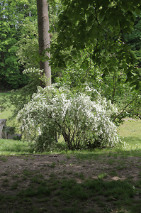 Krakowskie Stare Podgórze,Park Beddnarskiego 31